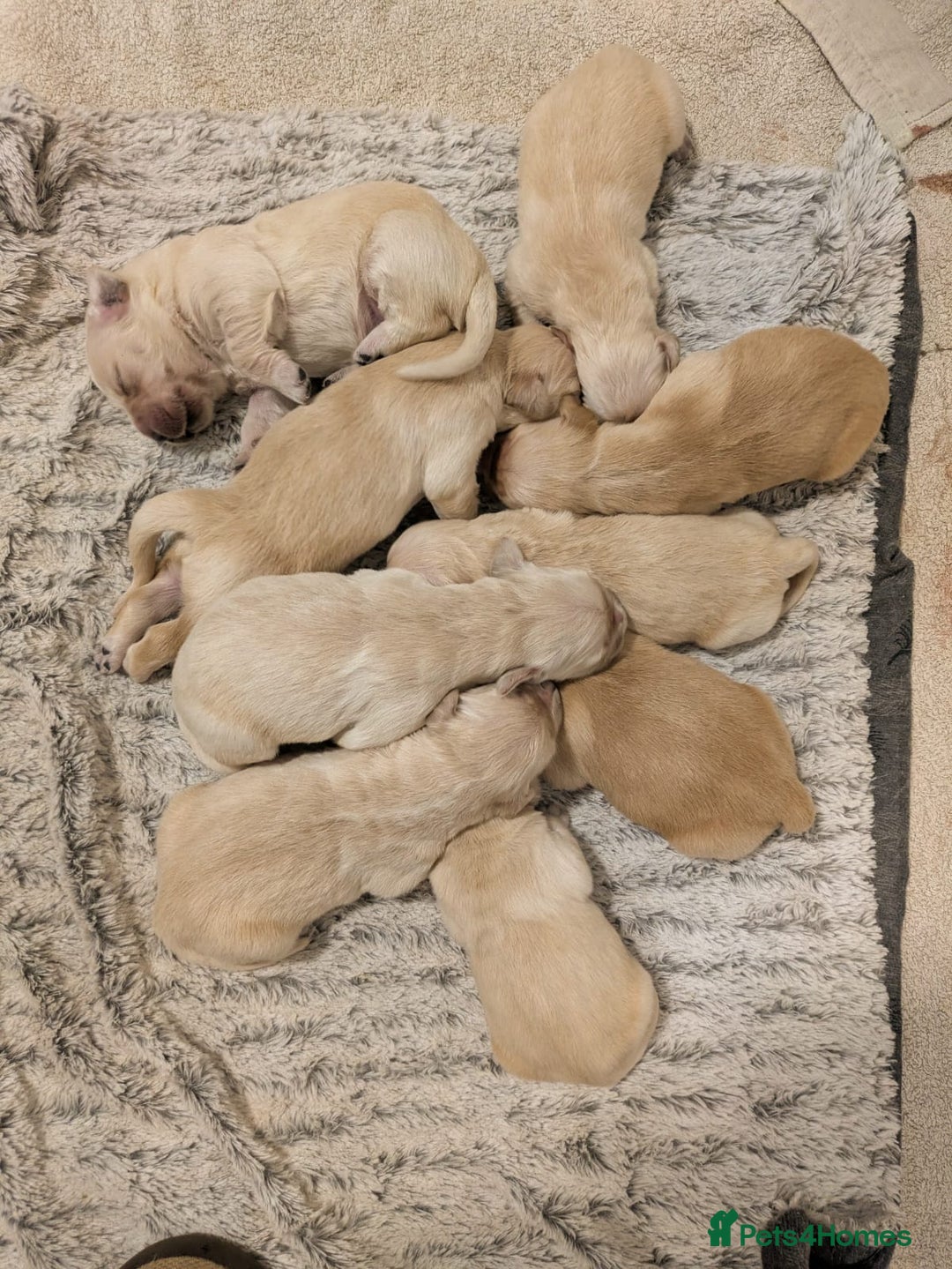 Golden Retriever dogs for sale: KC Top quality golden retrievers - Advert 4