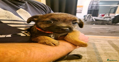 Border Terrier dogs - Advert 4