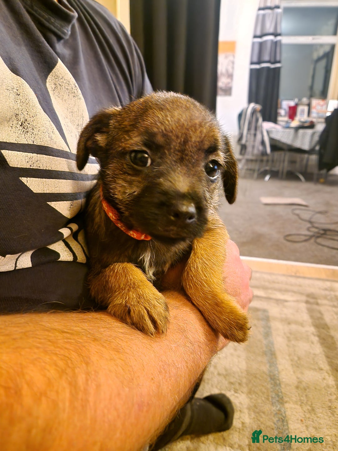 Border Terrier dogs for sale: Border Terrier pups - Image 3