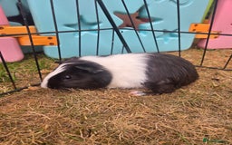 Guinea Pig rodents for sale: Lovely natured guinea pigs - Image 3