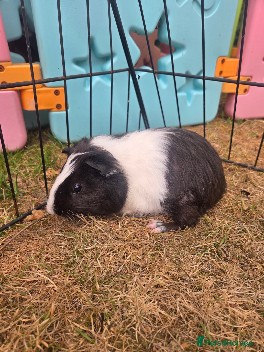 Guinea Pig rodents for sale: Lovely natured guinea pigs - Image 3