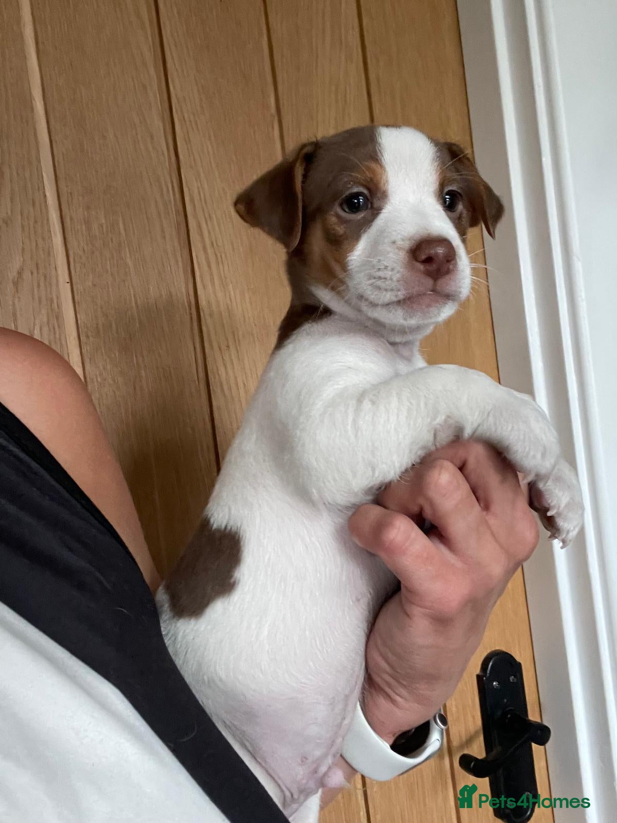 Jack Russell dogs Jack Russell Puppies  - Advert 2