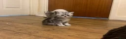 Exotic cats for sale: Exotic kittens  - Advert 7