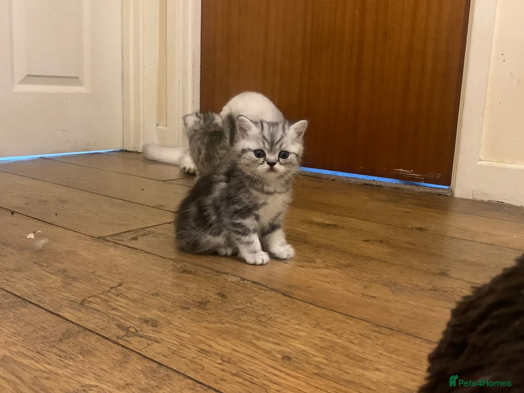 Exotic cats for sale: Exotic kittens  - Advert 7