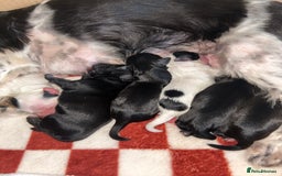 Shihpoo dogs for sale: Gorgeous Toy Shihpoo puppies - Image 3