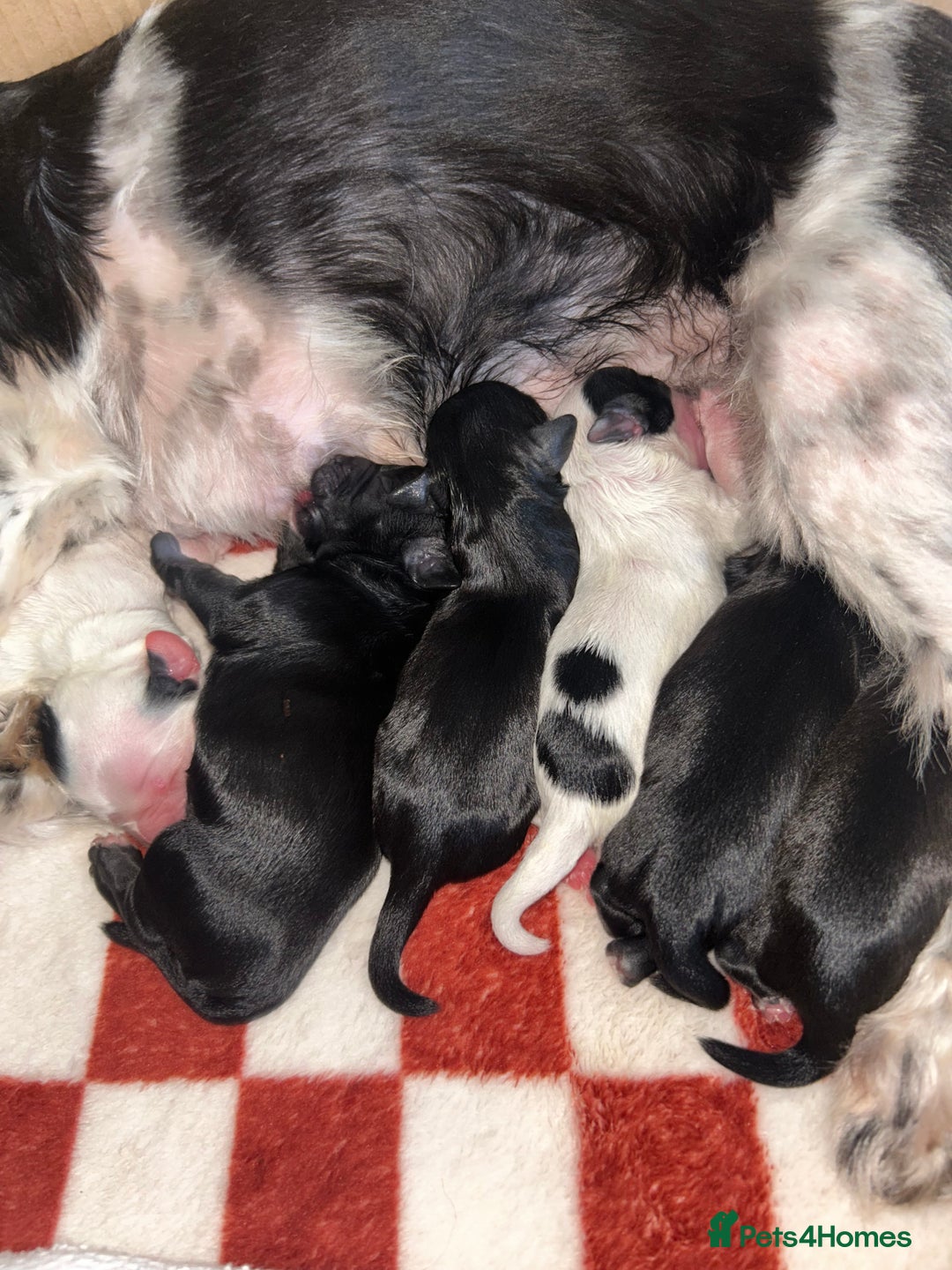 Shihpoo dogs for sale: Gorgeous Toy Shihpoo puppies - Image 3