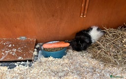 Guinea Pig rodents for sale: 2 x male Guinea Pigs  - Advert 4