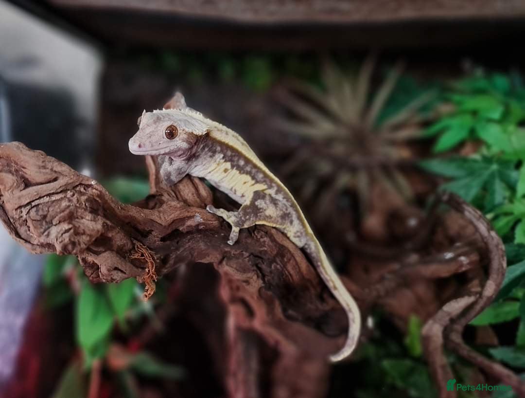 Gecko reptiles for sale: Adult crested geckos for rehoming  - Advert 5