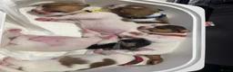 Jack Russell dogs for sale: 5 Jack Russell Puppies for Sale - Advert 10