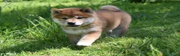 Japanese Shiba Inu dogs for sale: Exceptional Japanese Shiba Inu Puppies - Advert 6