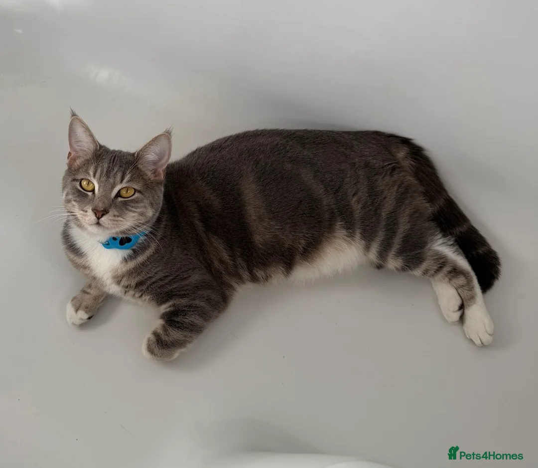Domestic Shorthair cats for sale: Sweet 1 Year Old Cat Looking for His Forever Home - Advert 2