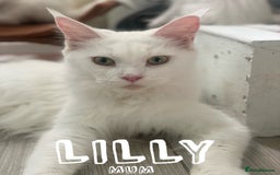 Maine Coon cats for sale: Purebred GCCF Maine Coon kittens - Image 6