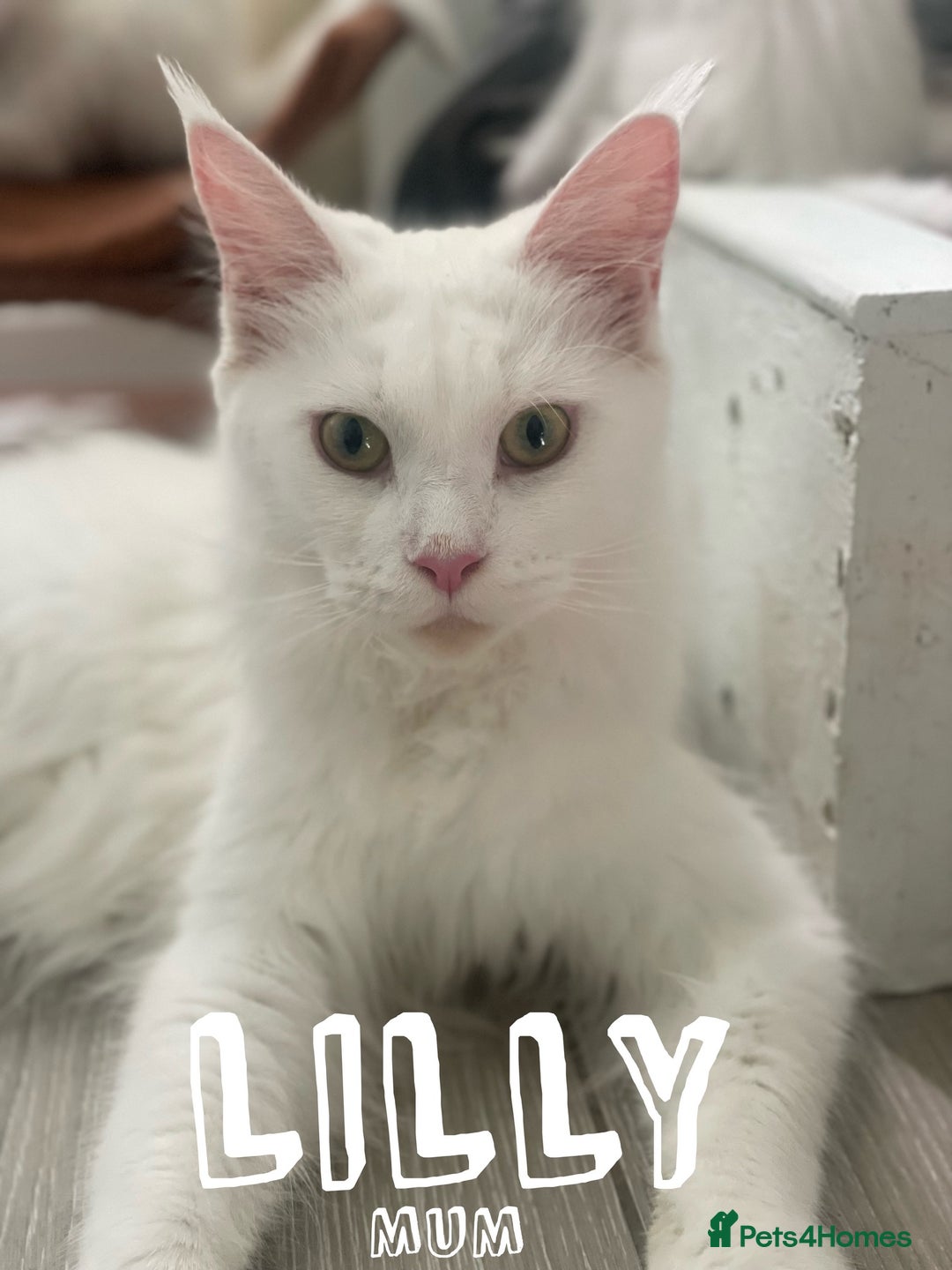 Maine Coon cats for sale: Purebred GCCF Maine Coon kittens - Image 6