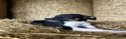 Border Collie dogs for sale: 8 Border collies puppies ready for a new home! - Advert 6