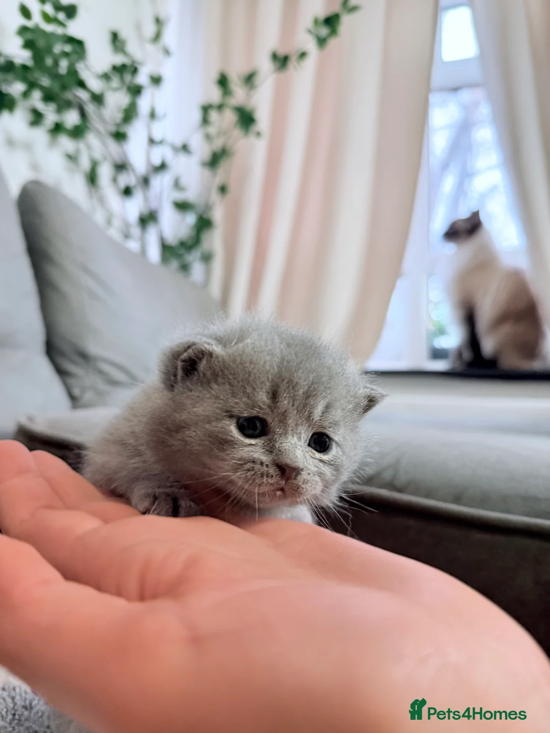 British Shorthair cats for sale: 100% Pure Pedigree Champion line Bsh Reg. Kittens - Advert 27