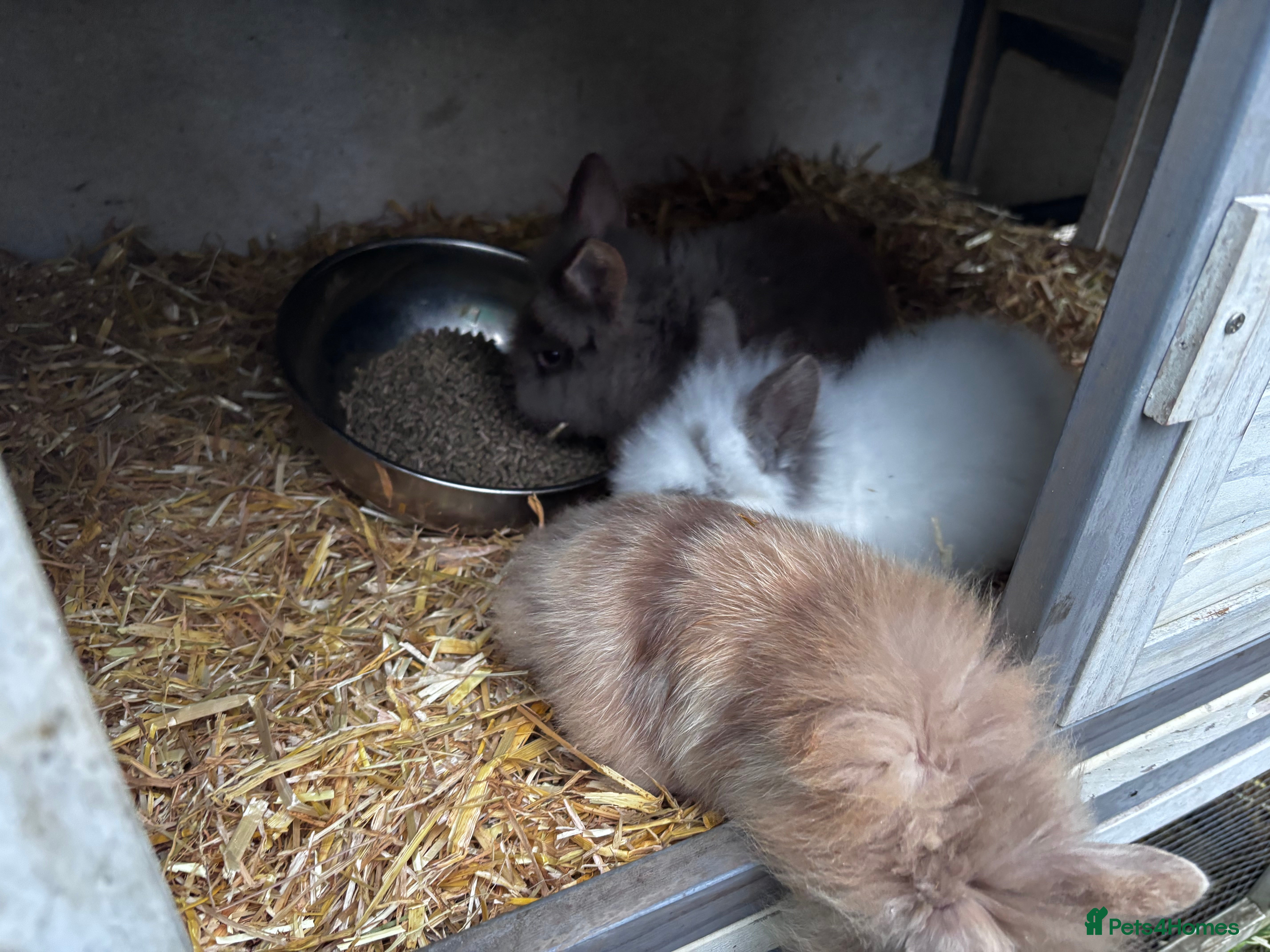 Mini Lion Lop rabbits 3 LEFT!! 3 Beautiful Mini Lionhead Rabbits - Advert 1