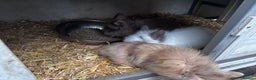 Mini Lion Lop rabbits for sale: 3 LEFT!! 3 Beautiful Mini Lionhead Rabbits - Advert 1