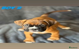 Boxer dogs for sale: BEAUTIFUL BOXER PUPPIES (HEARTSCORED PARENTS) - Image 8