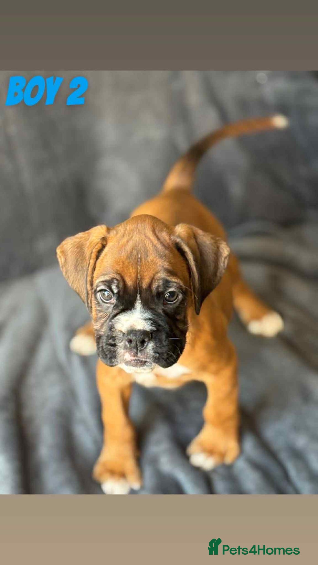 Boxer dogs for sale: BEAUTIFUL BOXER PUPPIES (HEARTSCORED PARENTS) - Image 8