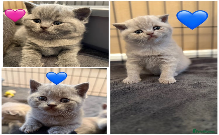 Scottish Fold cats - Advert 6