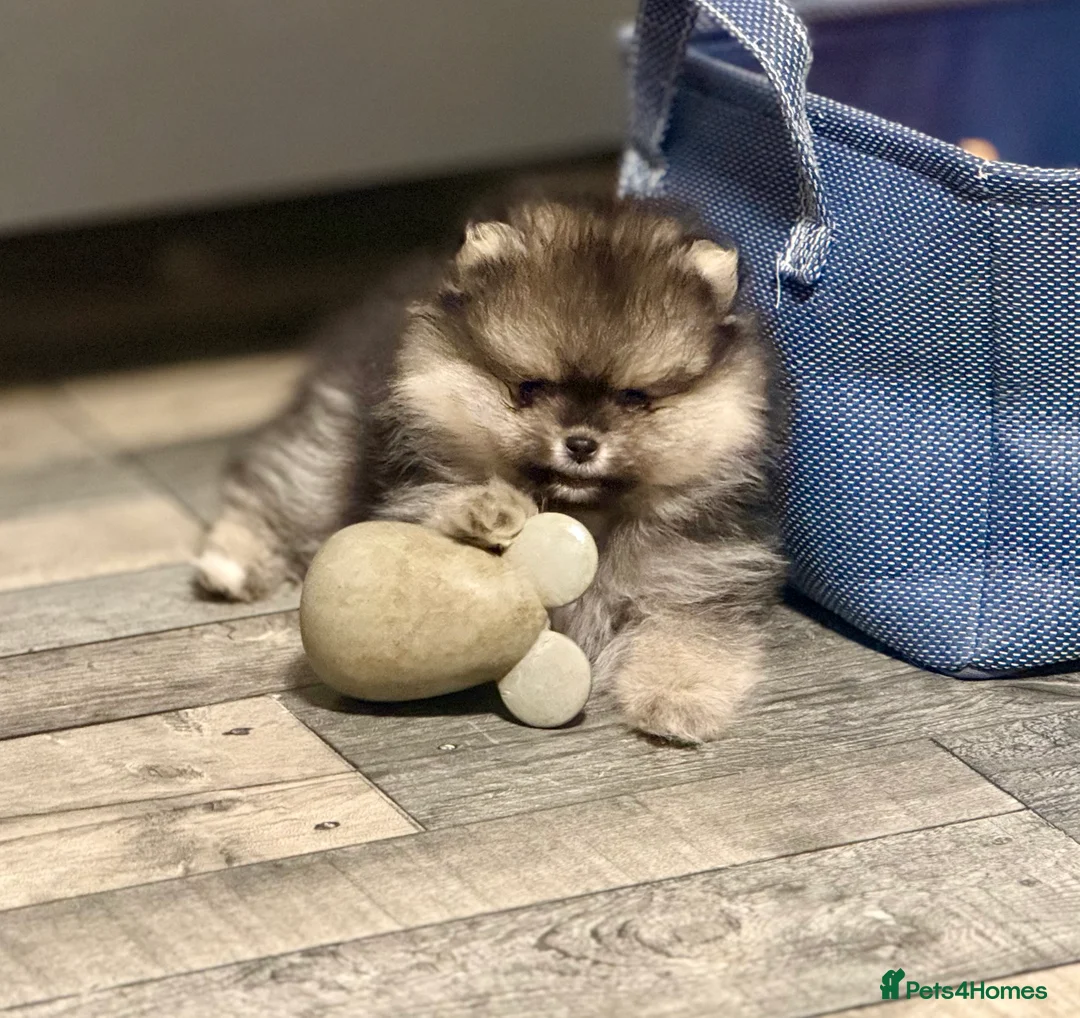 Pomeranian dogs for sale: Stuning Rare Colour Pomeranian Boy - Wolf Sable  - Advert 6