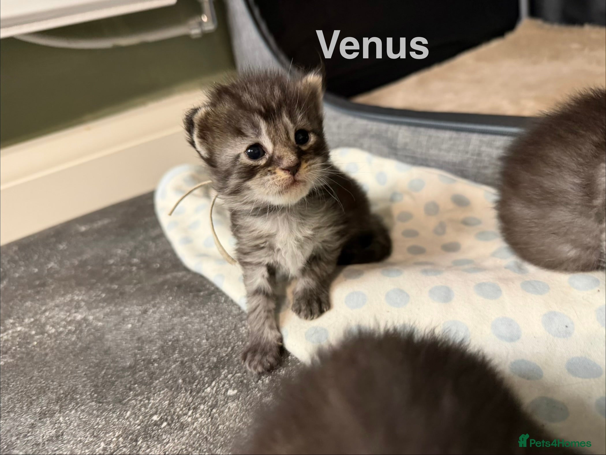 Maine Coon cats TICA Registered Maine Coon Kittens  - Advert 6