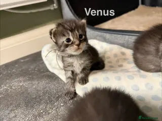 Maine Coon cats TICA Registered Maine Coon Kittens - Advert 6