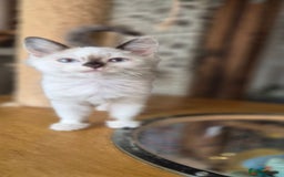 Munchkin cats for sale: Purebred TICA reg. Munchkin kittens ready to go  - Image 14