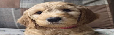 Marmalade 