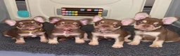French Bulldog dogs for sale: French bulldog puppies - Advert 2