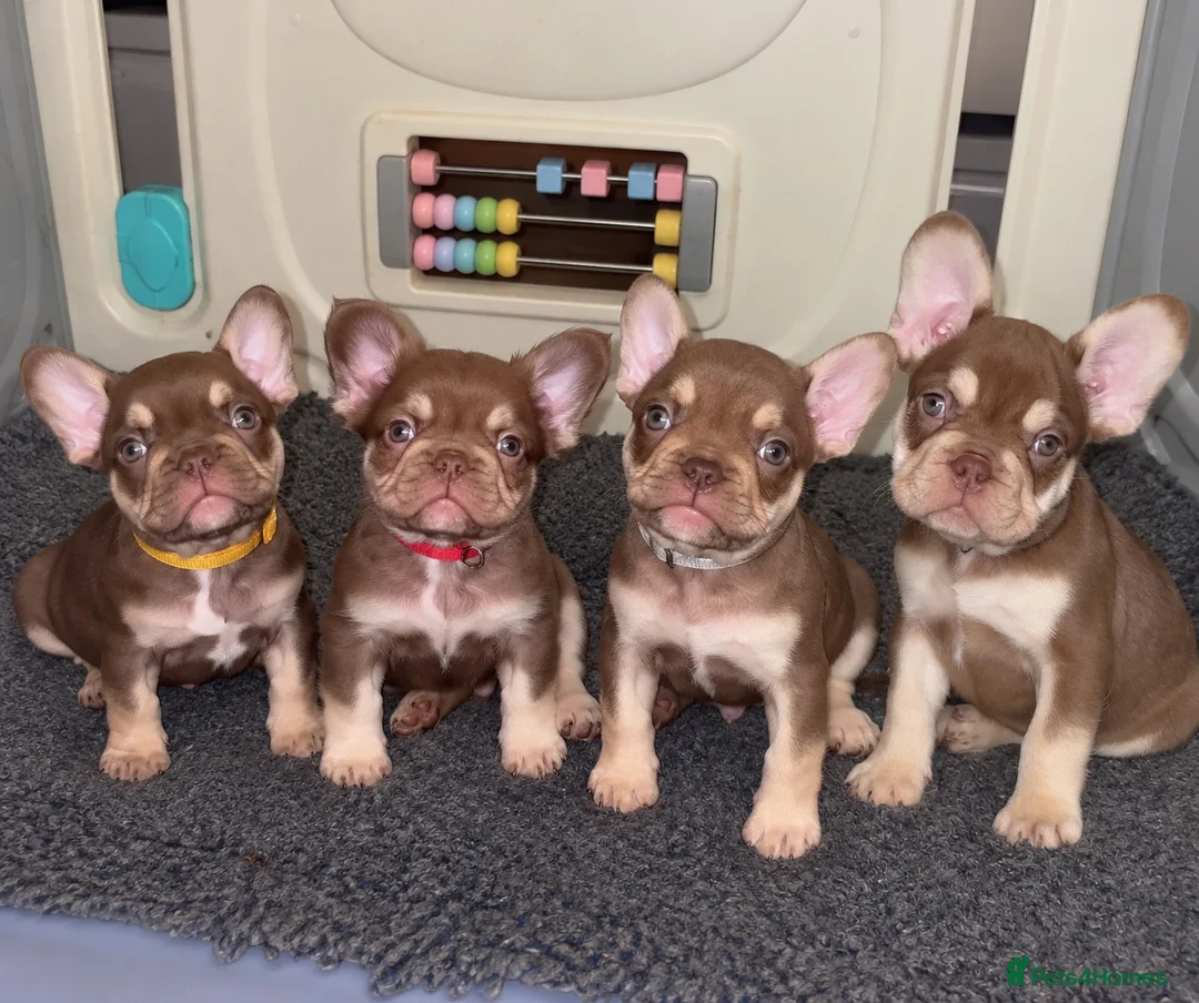 French Bulldog dogs for sale: French bulldog puppies - Advert 2