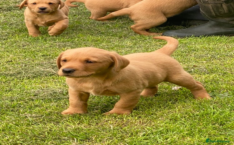 Labrador Retriever dogs - Advert 9