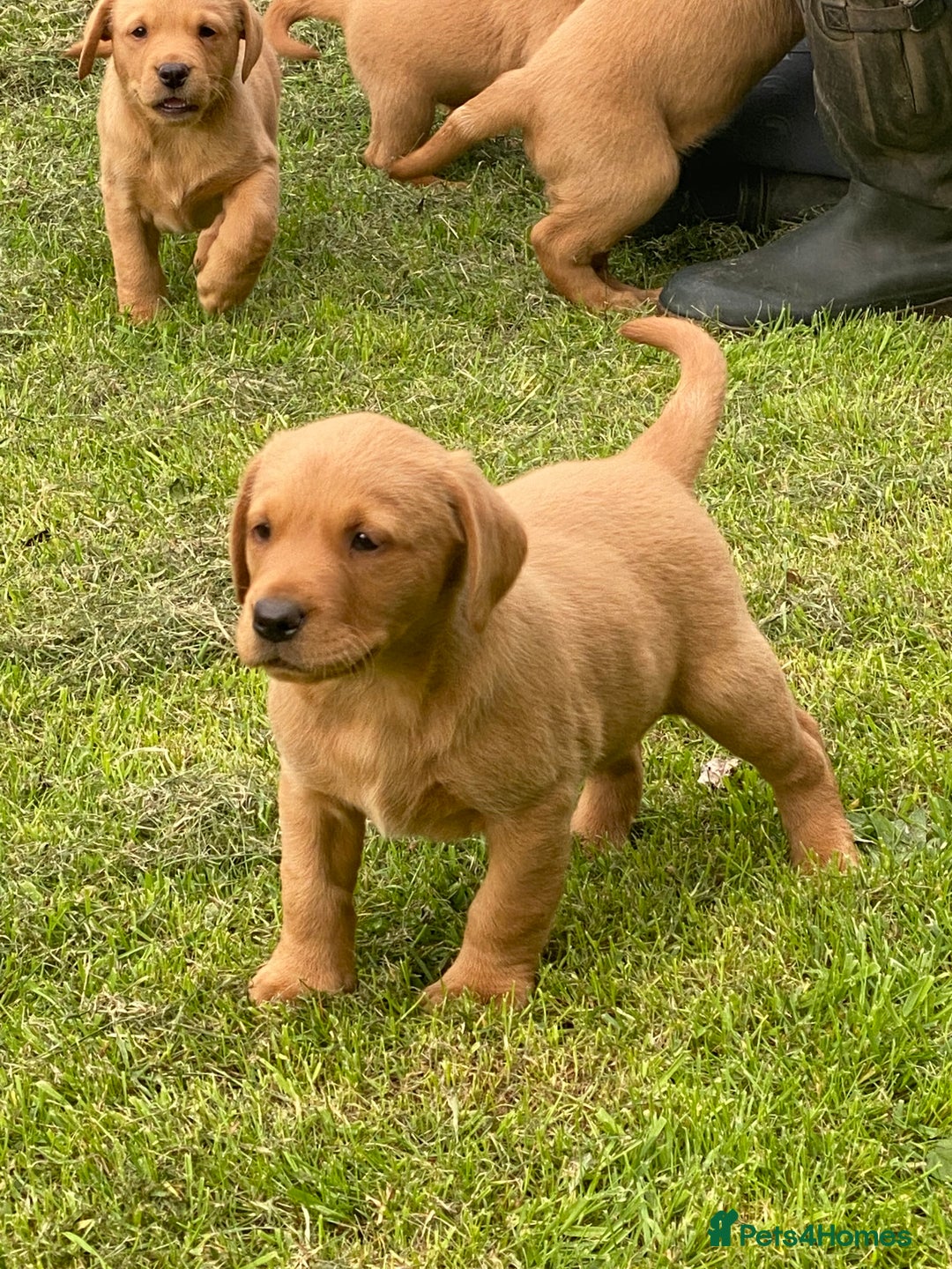 Labrador Retriever dogs for sale: Stunning ftch fox red puppies - Image 1
