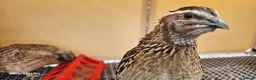 Mixed Breed birds for sale: Coturnix Quails  in Lincoln - Advert 4