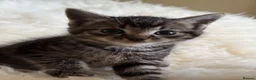 Mixed Breed cats for sale: Home Reared Kittens – ready Sat 11th July - Advert 18