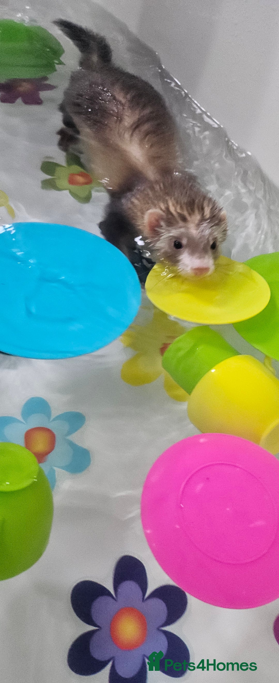 Ferret rodents for sale: Rehome 7month lovely little girl - Advert 3