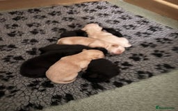 Labrador Retriever dogs for sale: 🐾 Labrador Retriever Puppies for Sale 🐾 - Image 10