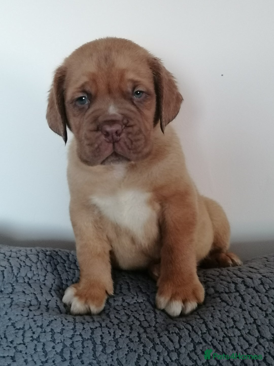 Dogue De Bordeaux dogs for sale: Gorgeous DOUGUE Babies - Image 4