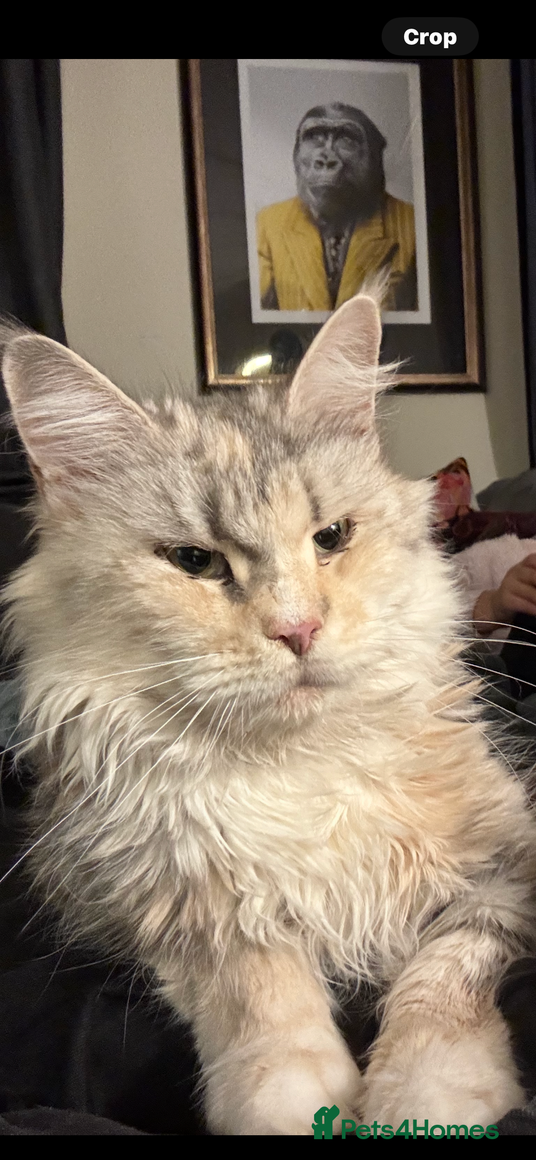 Maine Coon cats for sale: Retired MaineCoon Queen - Advert 1