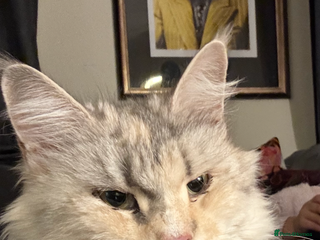 Maine Coon cats Retired MaineCoon Queen - Advert 1