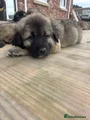 Caucasian Shepherd Dog light green aka zdeno