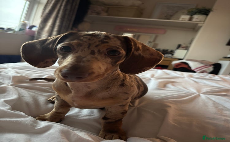 Miniature Dachshund dogs - Advert 3