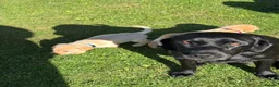 Labrador Retriever dogs for sale: Well handled Labrador puppies need a loving home - Advert 14