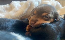 Jack Russell dogs for sale: Miniature Jack Russells  - Image 3