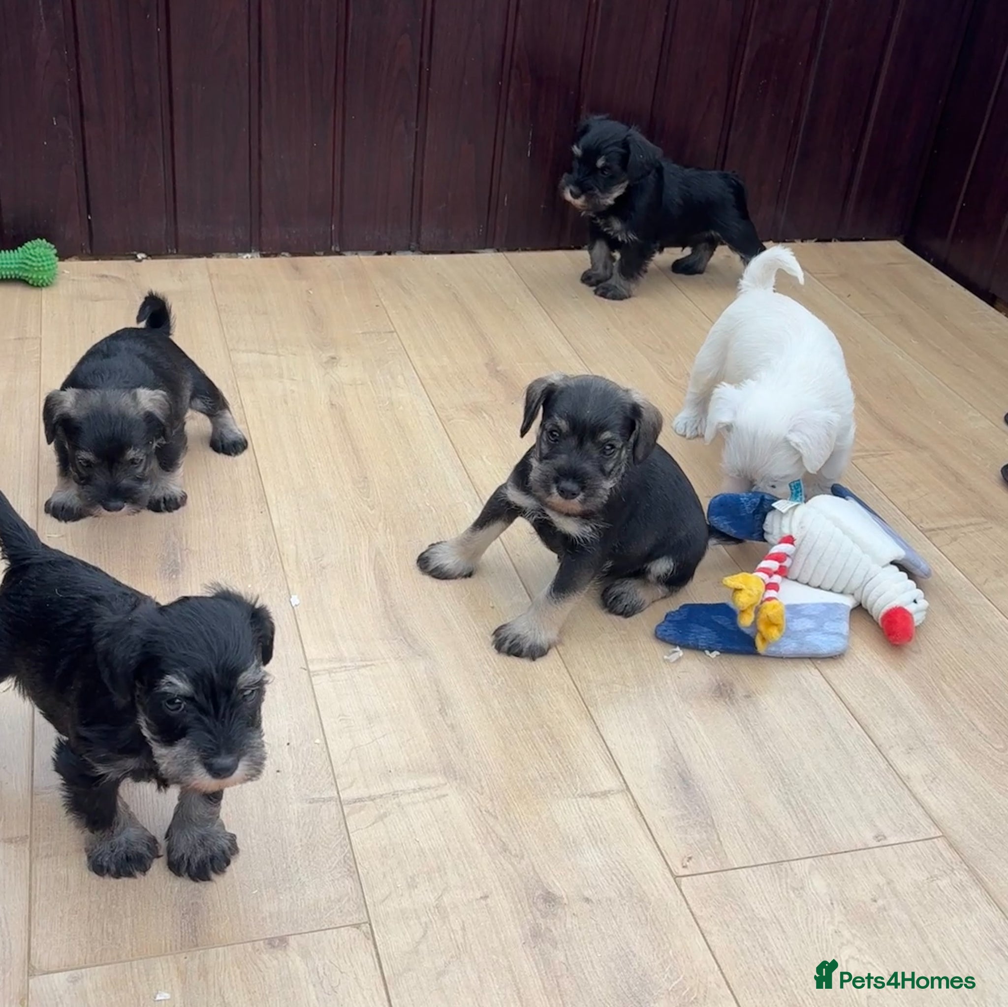 Miniature Schnauzer dogs Stunning litter of Miniature Schnauzer pups - Advert 2