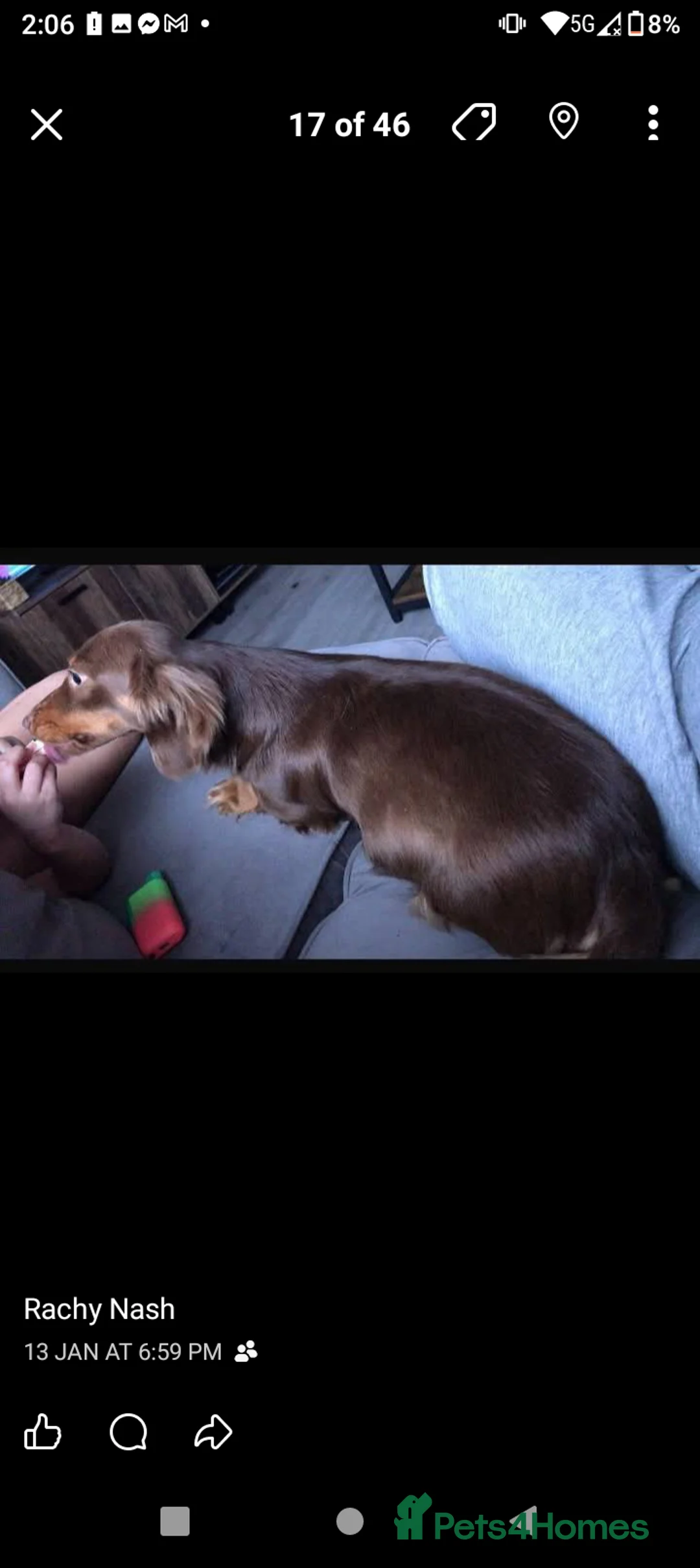 Miniature Dachshund dogs for sale: Three miniature long haired dachshunds  - Advert 11