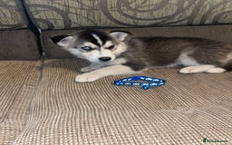 Siberian Husky dogs for sale: Husky puppies  - Image 10