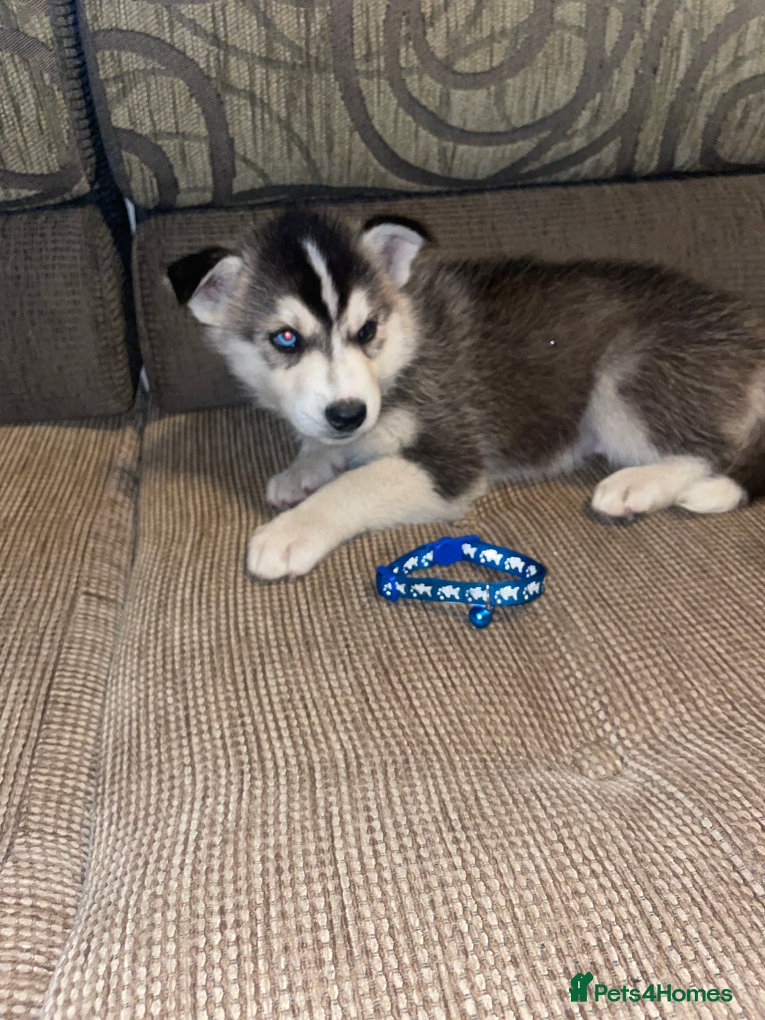 Siberian Husky dogs for sale: Husky puppies  - Image 10