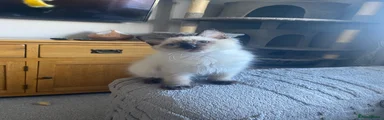 Ragdoll 2