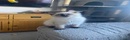 Ragdoll cats for sale: Beautiful male ragdoll’s gccf registered  - Advert 2
